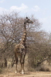 Giraffa, camelopardalis, Giraffe, Africa, Kenya