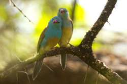 Uraeginthus, cyanocephalus, Blue-capped, Cordon-bleu, Africa, Kenya