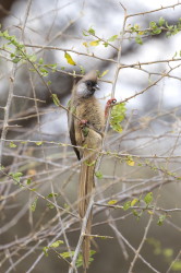 Colius, striatus, Speckled, mousebird, Africa, Kenya