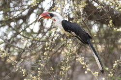 Tockus, deckeni, Von, der, Decken's, Hornbill, Africa, Kenya