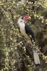 Tockus, deckeni, Von, der, Decken's, Hornbill, Africa, Kenya