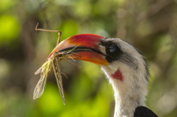 Tockus, deckeni, Von, der, Decken's, Hornbill, Africa, Kenya