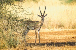 Gazella, Grant's, gazelle, Nanger, granti, Africa, Kenya