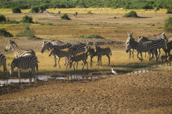 Zebra, stepowa, Equus, quagga, Afryka, Kenia, ssaki