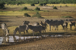 Zebra, stepowa, Equus, quagga, Afryka, Kenia, ssaki