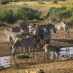 Zebra, stepowa, Equus, quagga, Afryka, Kenia, ssaki