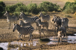 Zebra, stepowa, Equus, quagga, Afryka, Kenia, ssaki