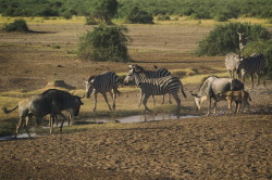 Connochaetes, taurinus, Blue, Wildebeest, Africa, Kenya