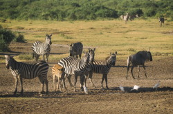 Equus, quagga, Plains, zebra, Africa, Kenya