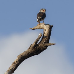 Polihierax, semitorquatus, Pygmy, Falcon, Africa, Kenya