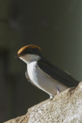 Hirundo, smithii, Wire-tailed, Swallow, Africa, Kenya
