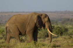 Loxodonta, africana, African, bush, elephant, Africa, Kenya