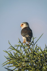Polihierax, semitorquatus, Pygmy, Falcon, Africa, Kenya