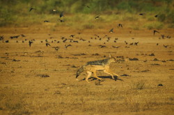 Canis, mesomelas, Black-backed, Jackal, Africa, Kenya