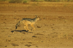 Canis, mesomelas, Black-backed, Jackal, Africa, Kenya