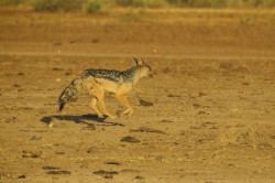 Szakal, czaprakowy, Canis, mesomelas, Afryka, Kenia, ssaki