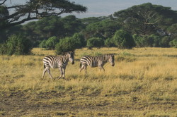 Equus, quagga, Plains, Zebra, Africa, Kenya