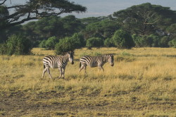 Zebra, stepowa, Equus, quagga, Afryka, Kenia, ssaki