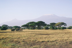 Loxodonta, africana, African, bush, elephant, Africa, Kenya