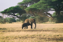 Loxodonta, africana, African, bush, elephant, Africa, Kenya