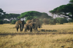 Słoń, afrykański, Loxodonta, africana, Afryka, Kenia, ssaki