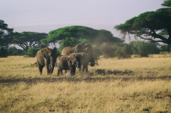 Loxodonta, africana, African, bush, elephant, Africa, Kenya