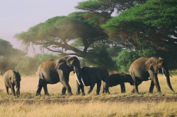 Loxodonta, africana, African, bush, elephant, Africa, Kenya