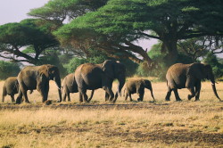 Loxodonta, africana, African, bush, elephant, Africa, Kenya