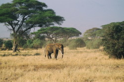 Loxodonta, africana, African, bush, elephant, Africa, Kenya