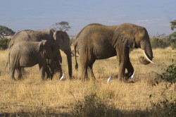 Loxodonta, africana, African, bush, elephant, Africa, Kenya