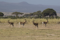 Gazela, Granta, Gazella, granti, Gazelka, masajska, Afryka, Kenia, ssaki