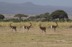 Gazella, Grant's, gazelle, Nanger, granti, Africa, Kenya