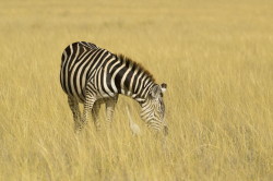 Zebra, stepowa, Equus, quagga, Afryka, Kenia, ssaki