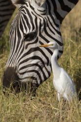 Bubulcus, ibis, Cattle, Egret, heron, Africa, Kenya