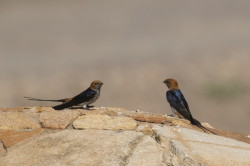 Cecropis, abyssinica, Lesser, Striped, Swallow, Africa, Kenya