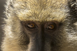 Papio, cynocephalus, Yellow, Baboon, Africa, Kenya