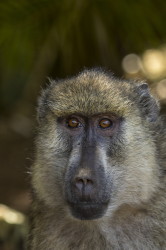 Papio, cynocephalus, Yellow, Baboon, Africa, Kenya