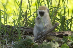 Chlorocebus, pygerythrus, Vervet, monkey, Africa, Kenya