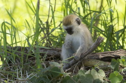 Chlorocebus, pygerythrus, Vervet, monkey, Africa, Kenya