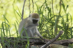 Chlorocebus, pygerythrus, Vervet, monkey, Africa, Kenya