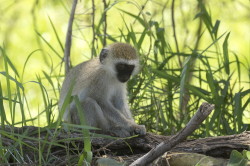 Chlorocebus, pygerythrus, Vervet, monkey, Africa, Kenya