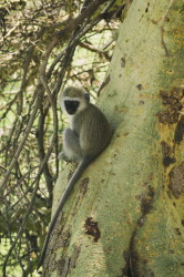 Chlorocebus, pygerythrus, Vervet, monkey, Africa, Kenya