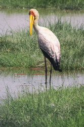 Mycteria, ibis, Yellow-billed, Stork, Africa, Kenya