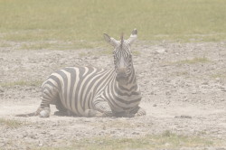 Equus, quagga, Plains, zebra, Africa, Kenya