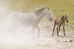 Zebra, stepowa, Equus, quagga, Afryka, Kenia, ssaki