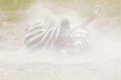 Zebra, stepowa, Equus, quagga, Afryka, Kenia, ssaki