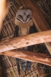 Tyto, alba, Barn, Owl, Africa, Kenya