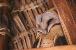 Tyto, alba, Barn, Owl, Africa, Kenya