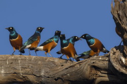 Lamprotornis, superbus, Superb, starling, Africa, Kenya