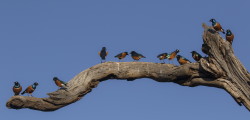 Lamprotornis, superbus, Superb, starling, Africa, Kenya